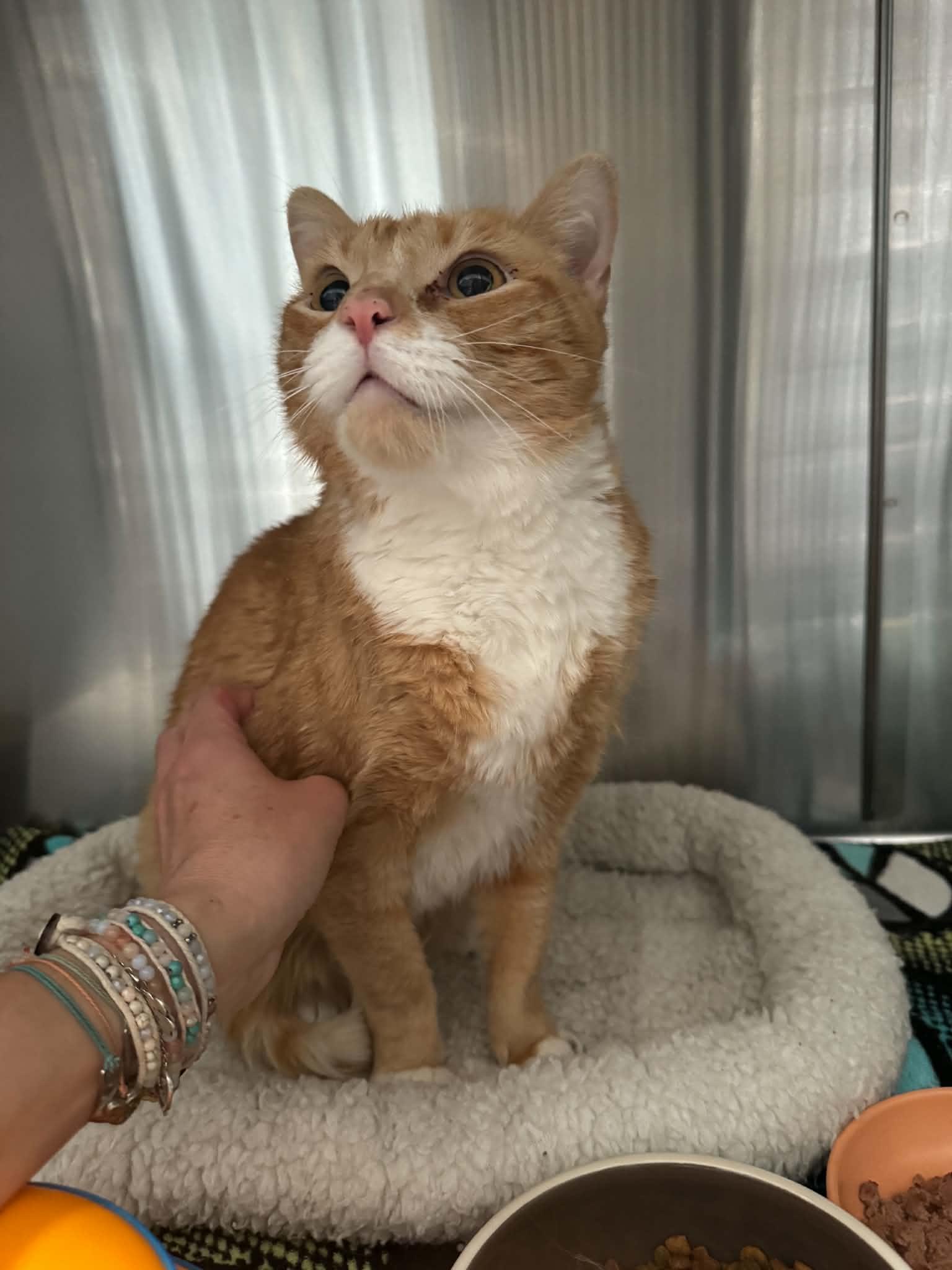 Enlarge Garfield, a ADOPTABLE mixed breed in Chambersburg, PA image 1/1