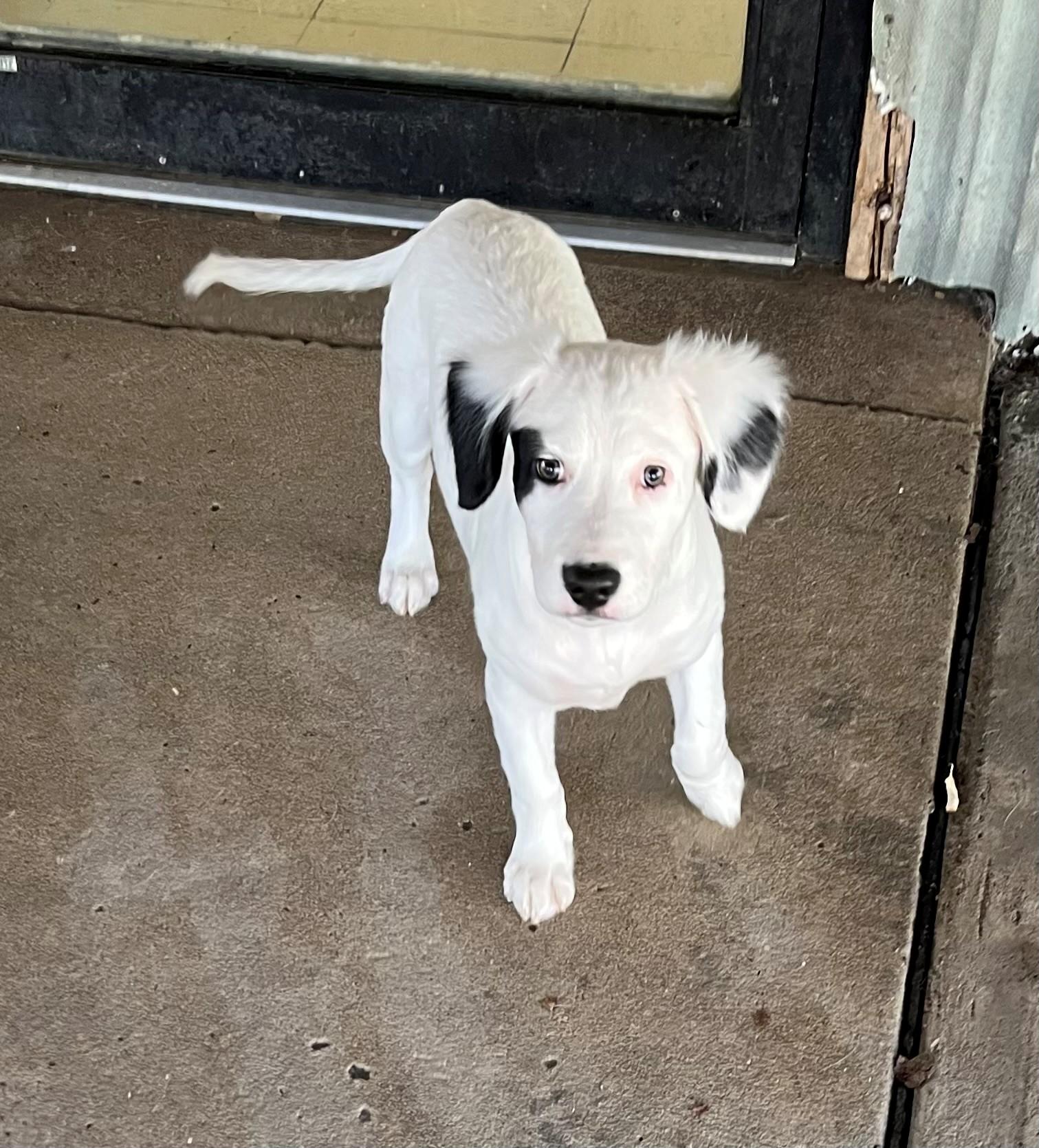Enlarge Oscar, a Adoptable mixed breed in Oakland, MD image 1/2