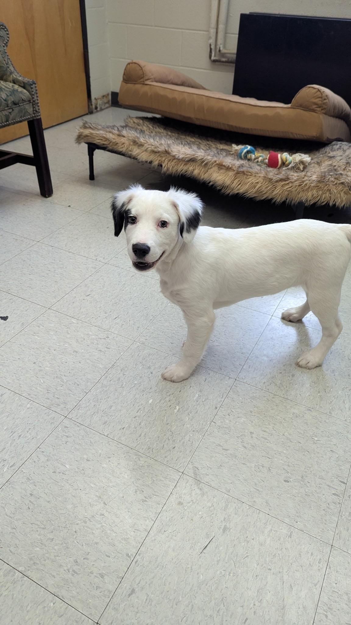 Enlarge Oscar, a Adoptable mixed breed in Oakland, MD image 2/2