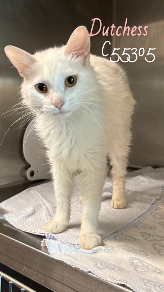 Dutchess, Adoptable, Young Female Domestic Long Hair.