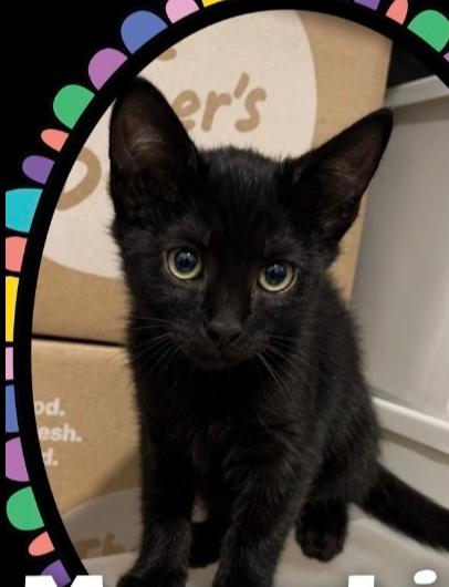 Enlarge Garry (formerly Mona Lisa), a Adoptable mixed breed in Gardena, CA image 2/4