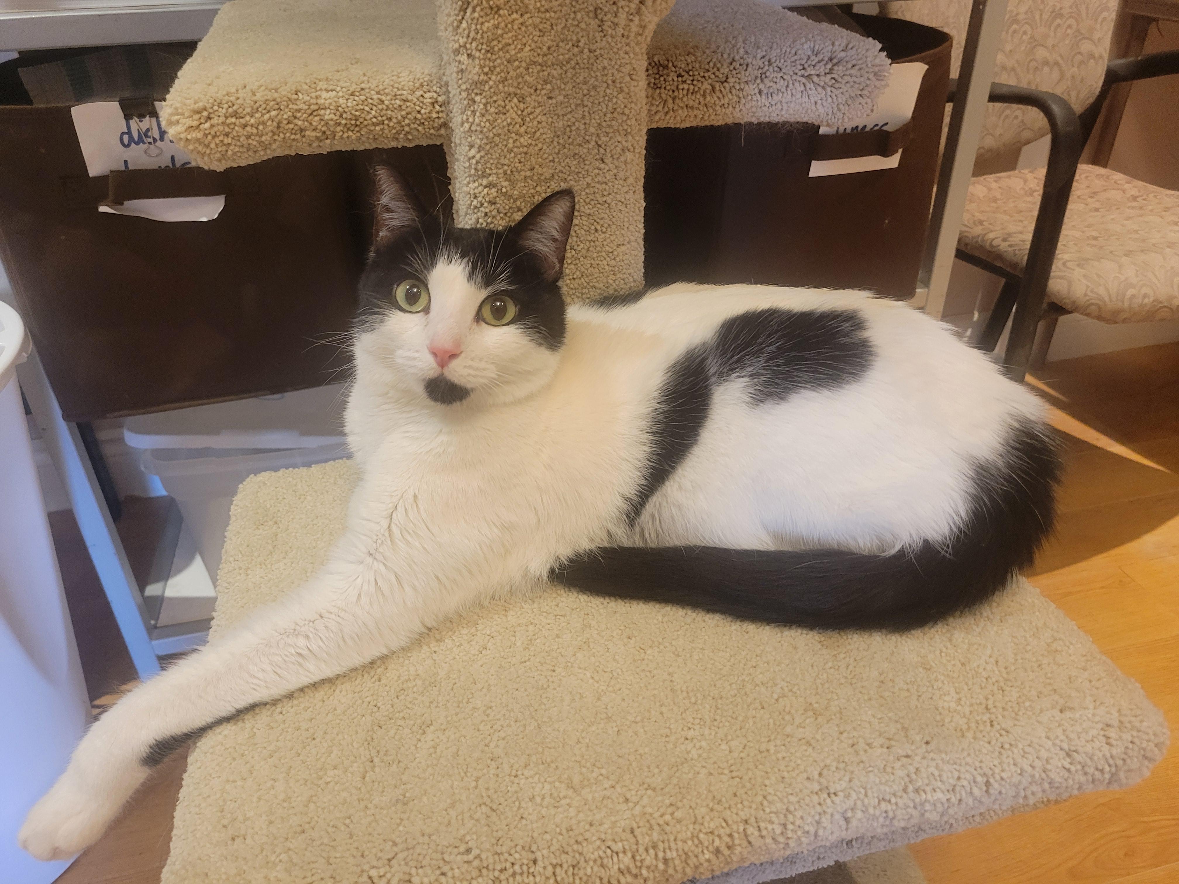 Onya, Adoptable, Adult Female Domestic Short Hair.