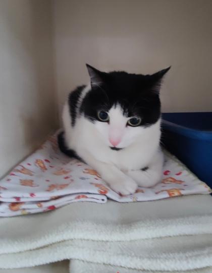 Onya, a Adoptable Domestic Short Hair in Waterdown, ON image 2/4