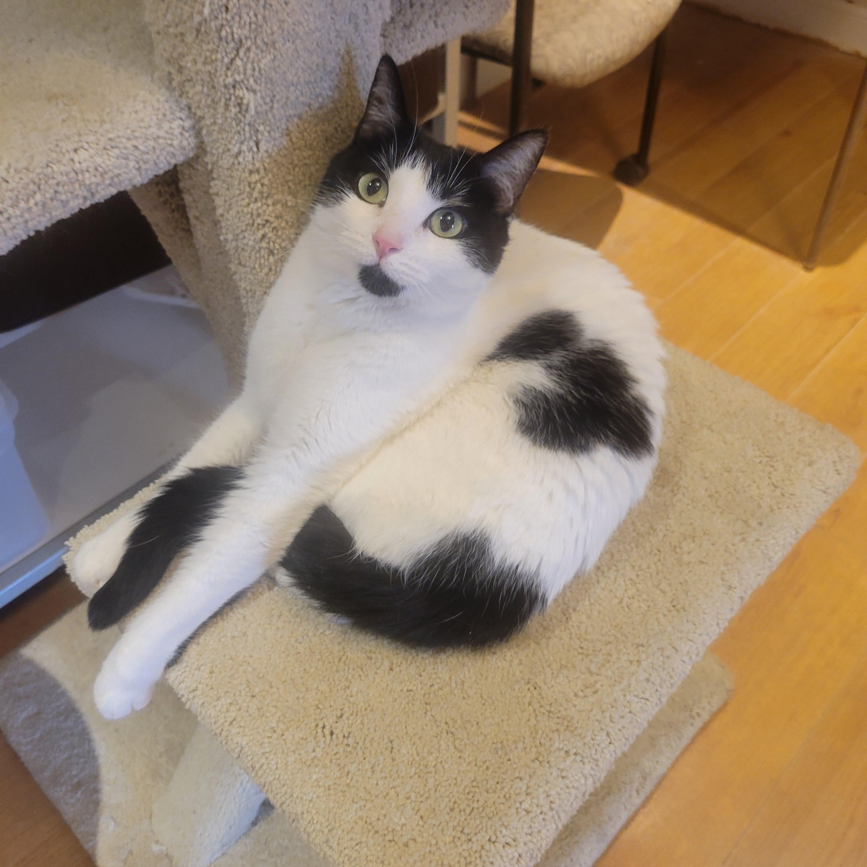 Onya, a Adoptable Domestic Short Hair in Waterdown, ON image 3/4