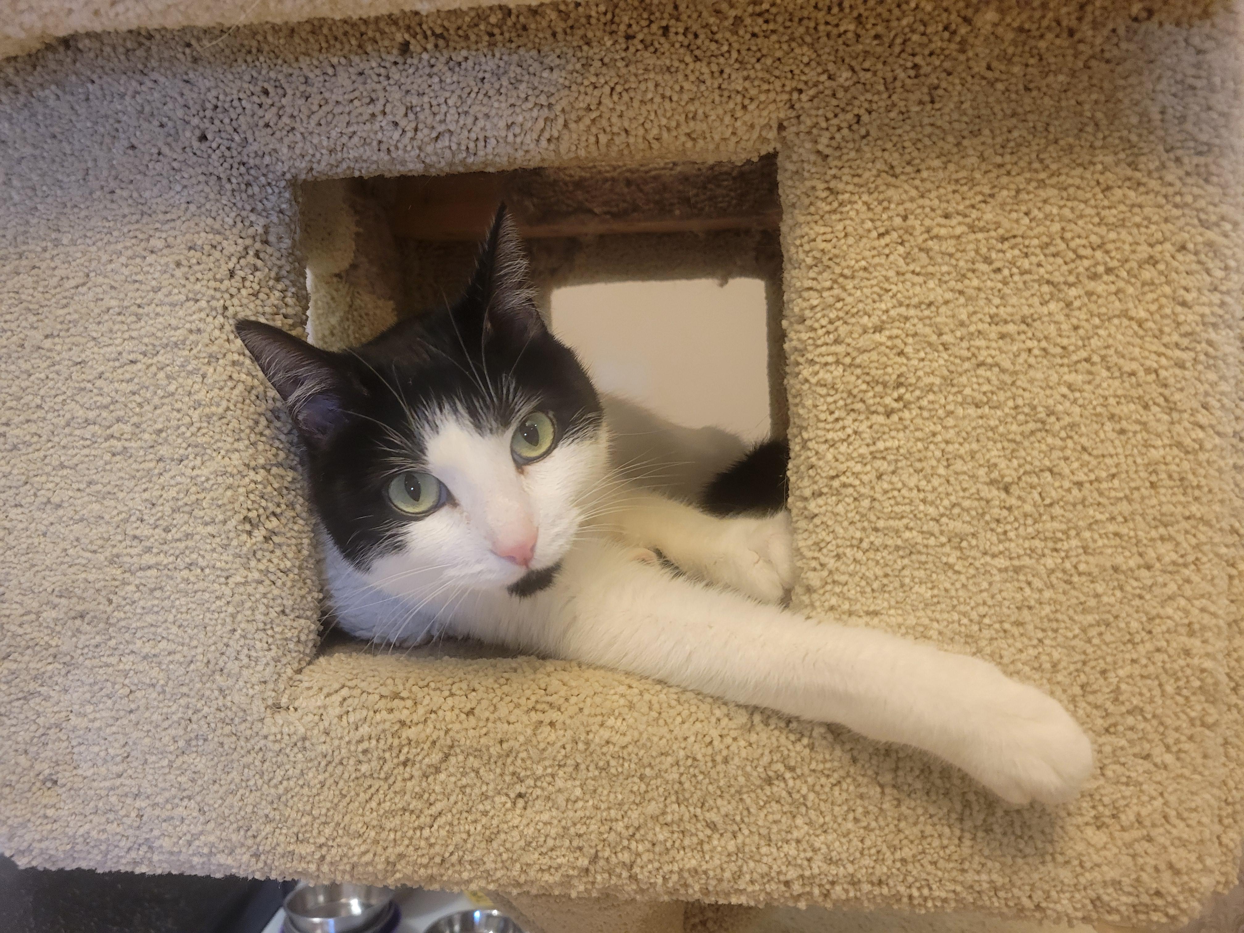 Onya, a Adoptable Domestic Short Hair in Waterdown, ON image 4/4