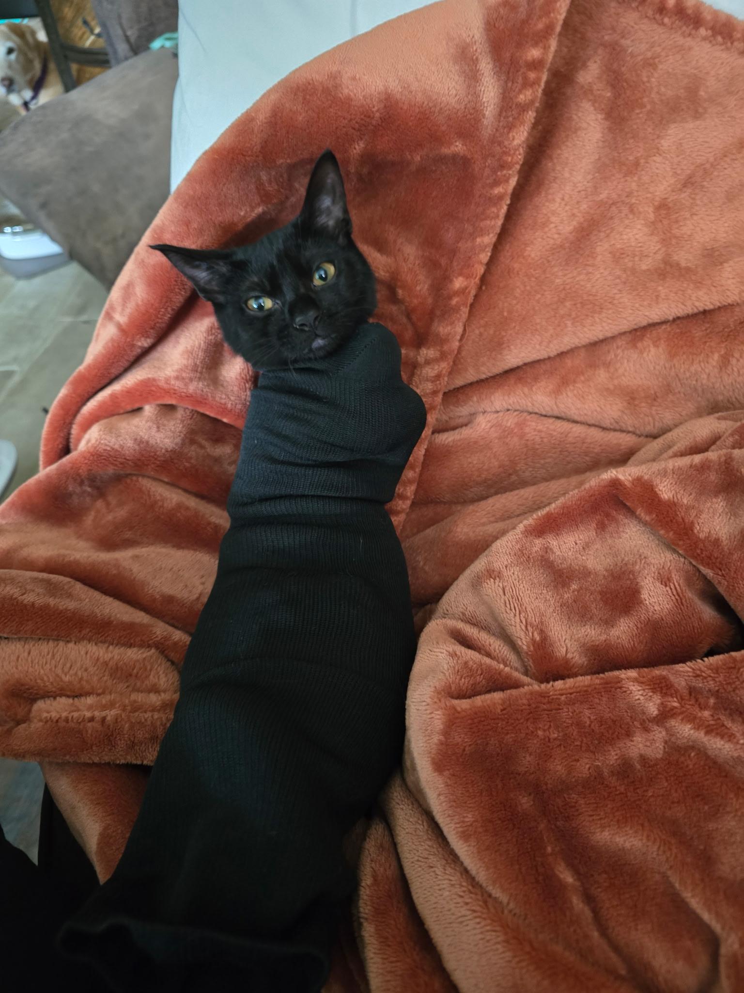 Molly, a Adoptable Domestic Short Hair in Boston, MA image 3/5