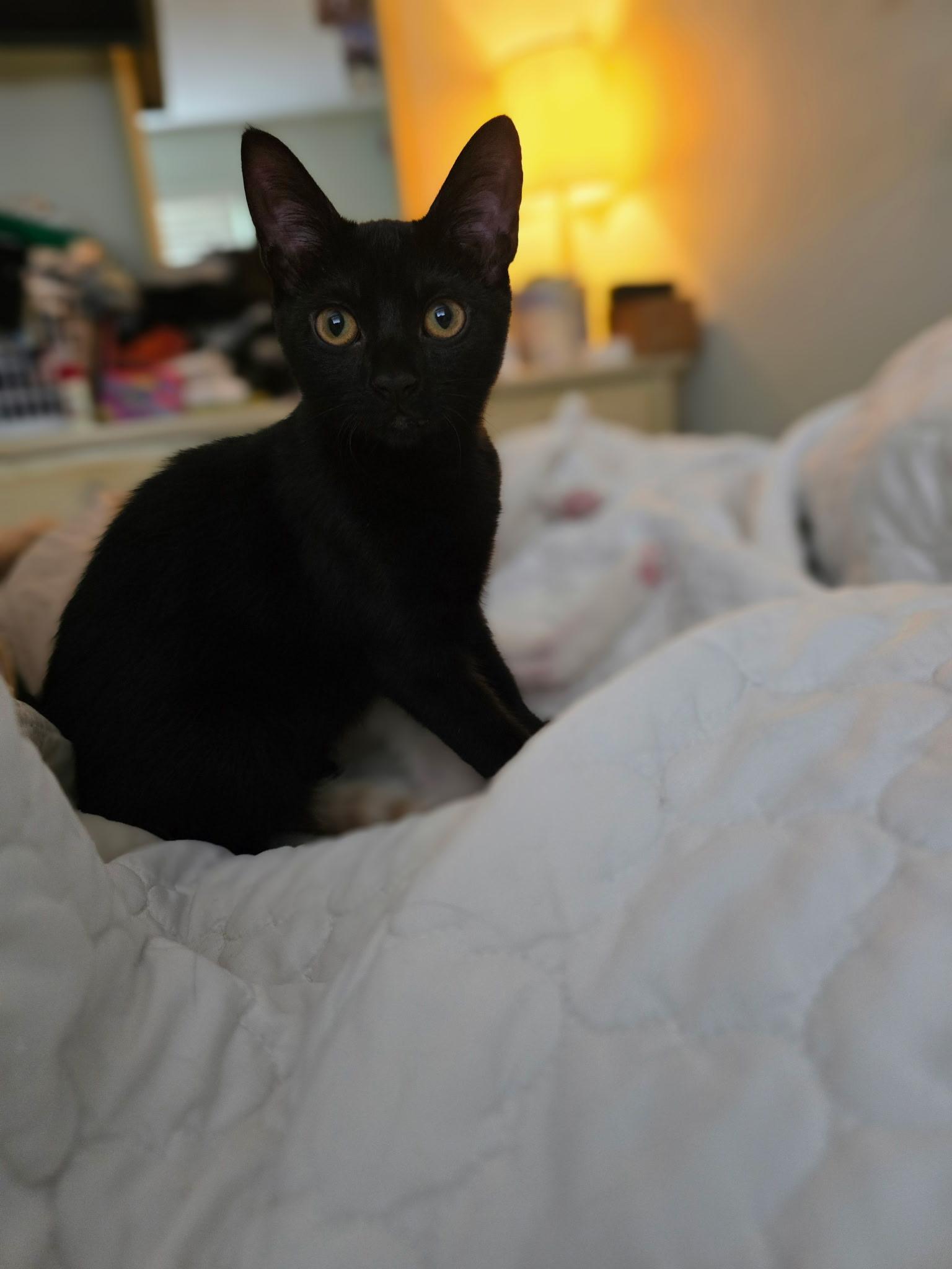 Molly, a Adoptable Domestic Short Hair in Boston, MA image 5/5