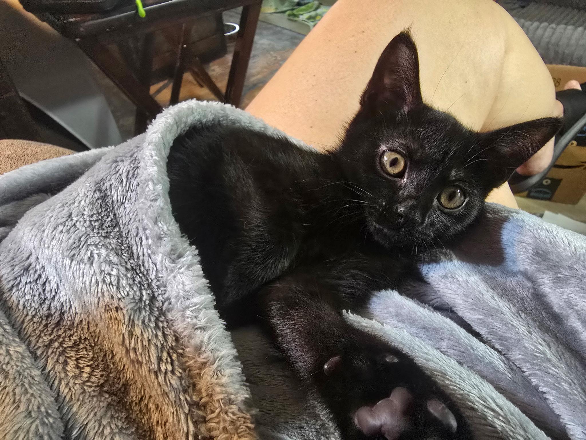 Molly, a Adoptable Domestic Short Hair in Boston, MA image 1/5