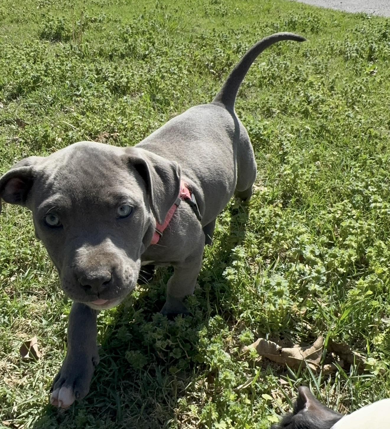 Enlarge Trix , an adopted mixed breed in Pelham, NH image 4/6