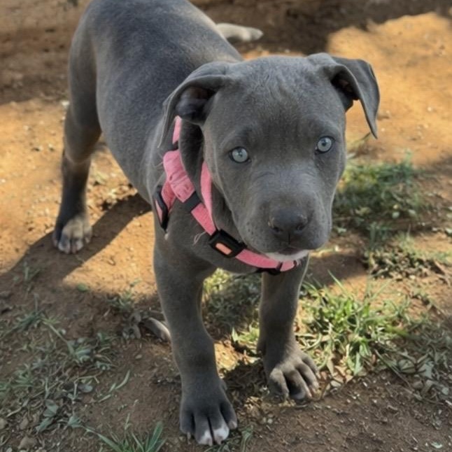 Trix , adopted, Puppy Female Pit Bull Terrier & American Staffordshire Terrier.
