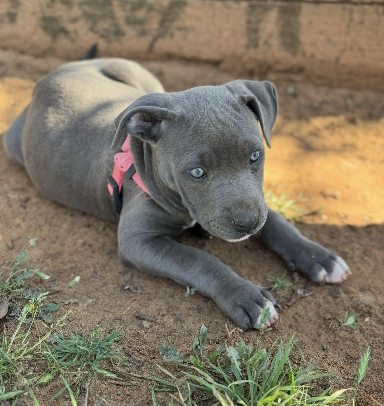 Enlarge Trix , an adopted mixed breed in Pelham, NH image 5/6