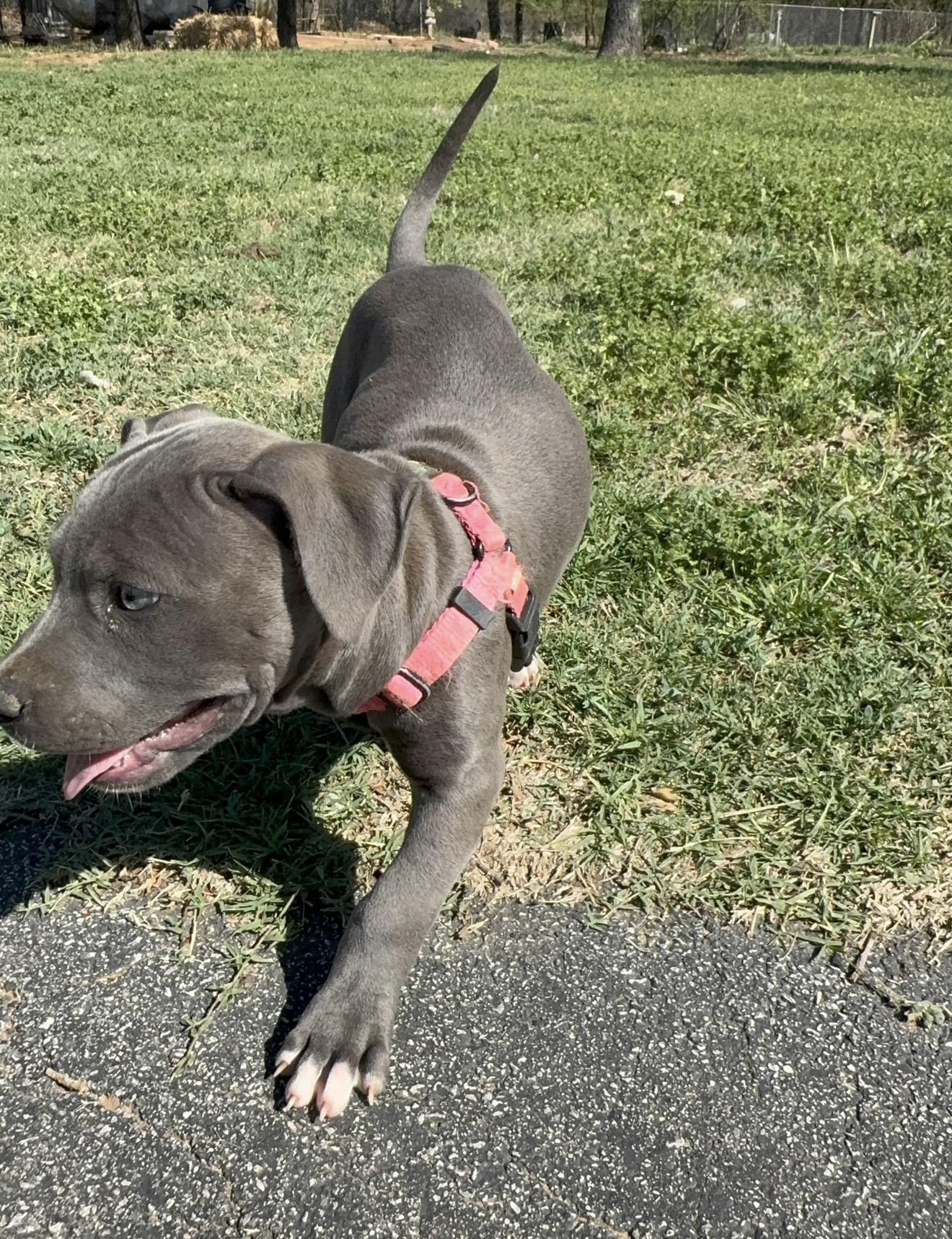 Enlarge Trix , an adopted mixed breed in Pelham, NH image 6/6