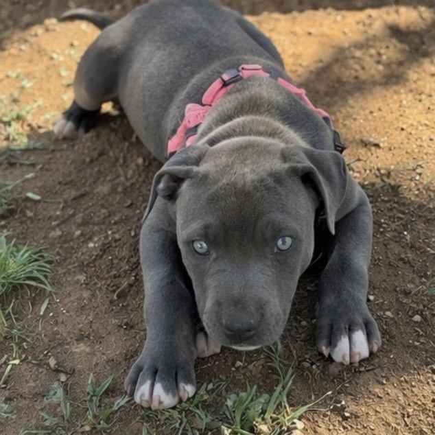Enlarge Trix , an adopted mixed breed in Pelham, NH image 2/6
