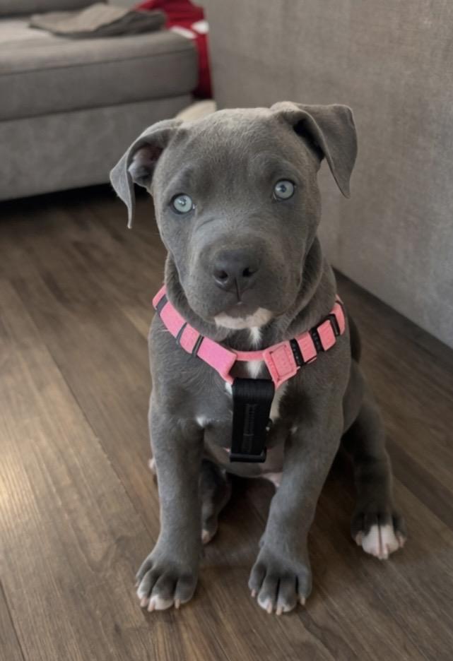 Enlarge Trix , an adopted mixed breed in Pelham, NH image 3/6