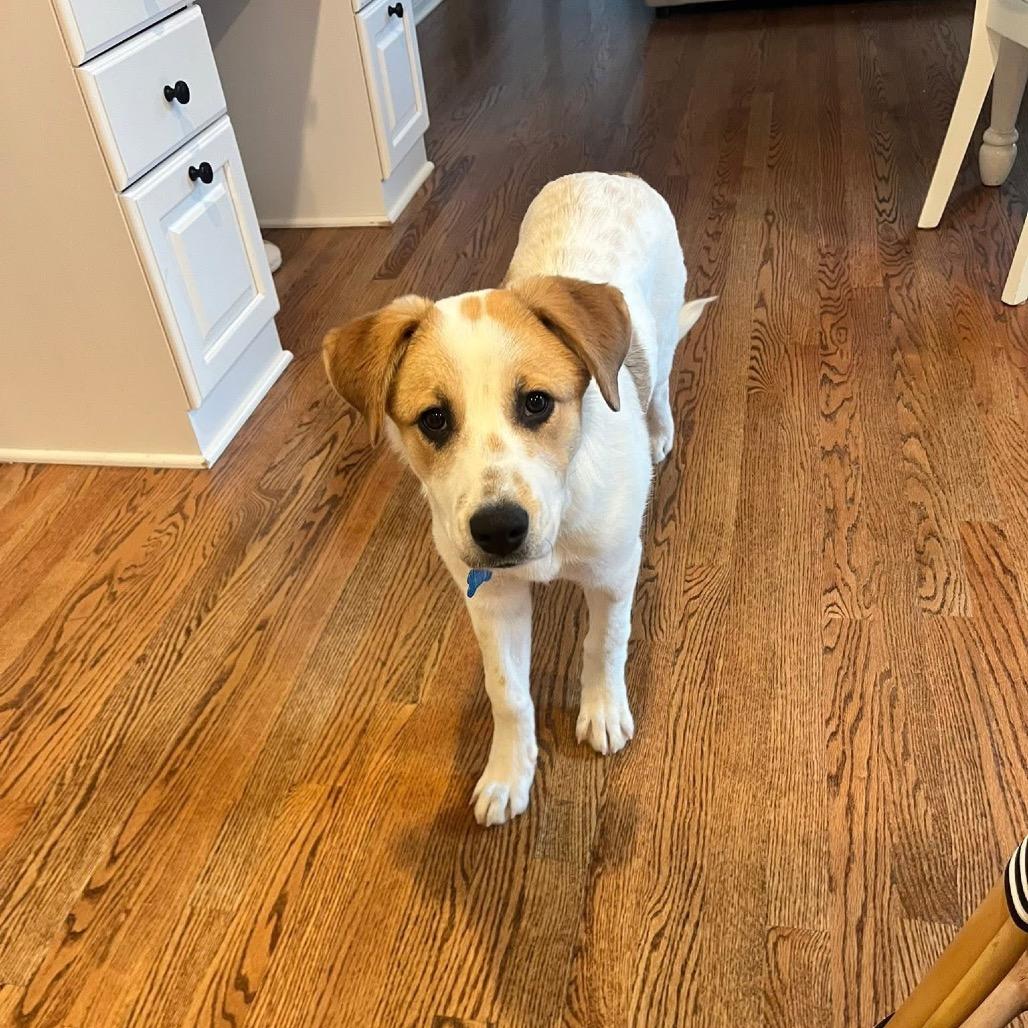 Lacey, Adoptable, Puppy Female Great Pyrenees & Mixed Breed.