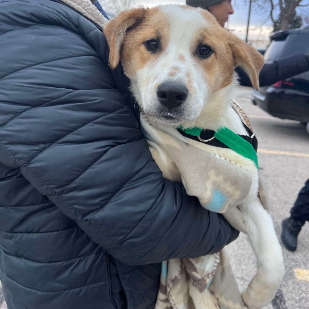 Lacey, Adoptable, Puppy Female Great Pyrenees & Mixed Breed.
