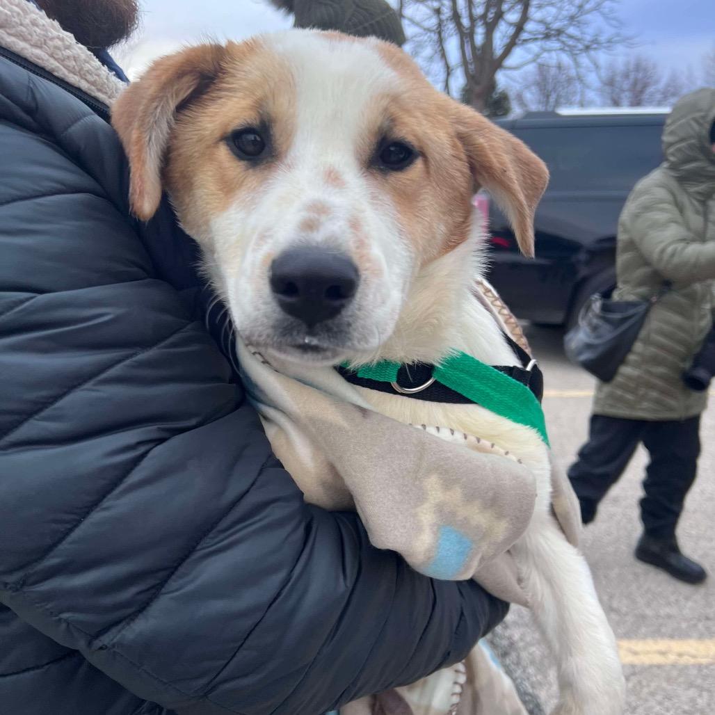 Enlarge Lacey, a Adoptable mixed breed in St. Charles, IL image 2/4
