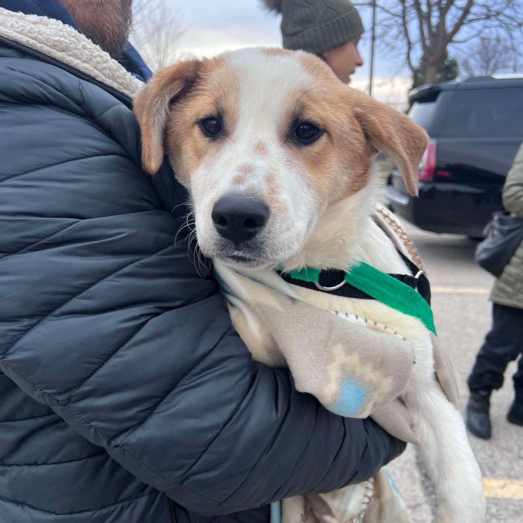 Enlarge Lacey, a Adoptable mixed breed in St. Charles, IL image 3/4