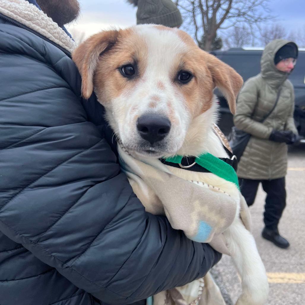 Enlarge Lacey, a Adoptable mixed breed in St. Charles, IL image 4/4