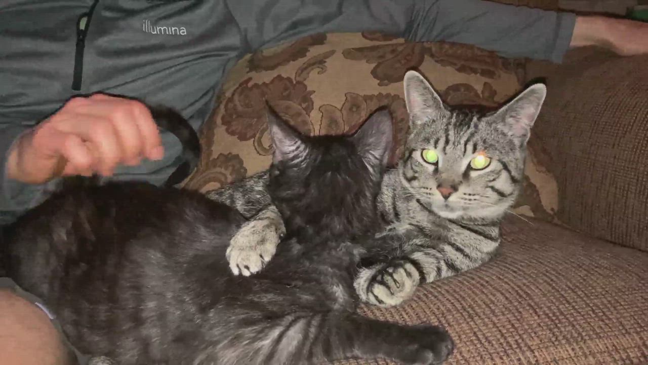 Enlarge Biskit, a Adopted mixed breed in Oracle, AZ video 6/11