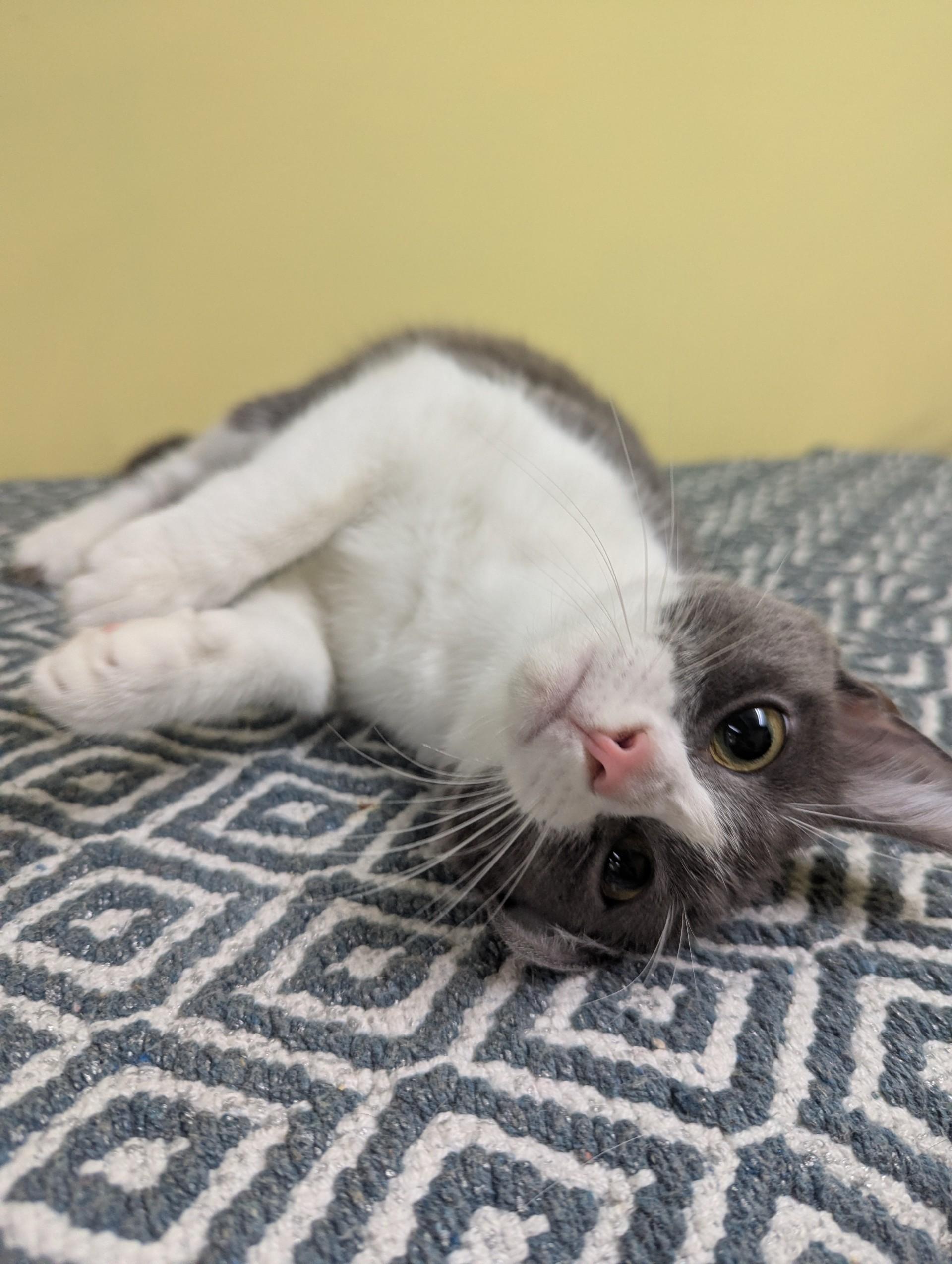 Helen, ADOPTABLE, Adult Female Domestic Short Hair.
