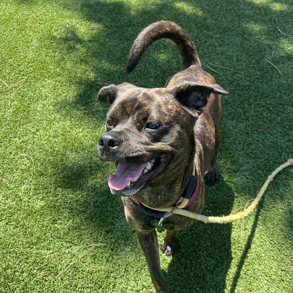 Buttercup (C000-374)-City of Industry Location, Adoptable, Adult Female Boxer & Mixed Breed.