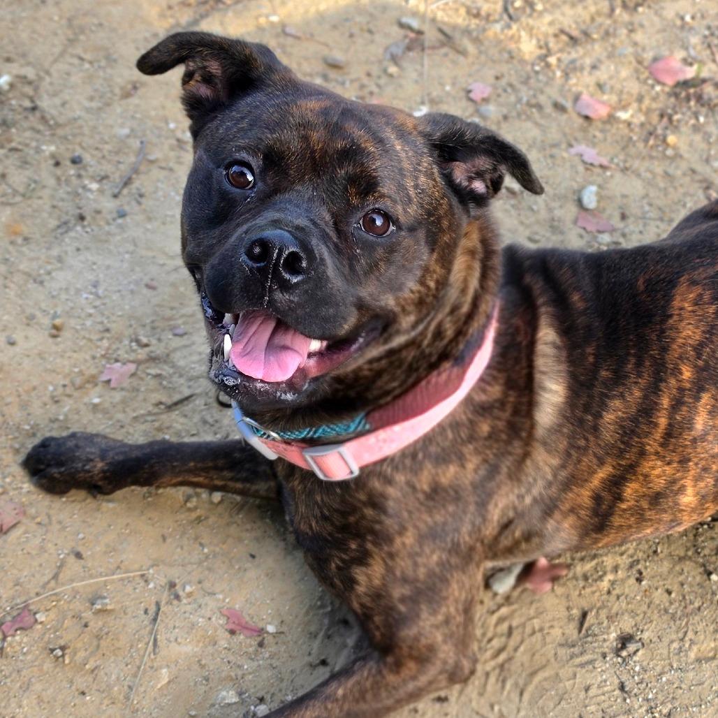 Enlarge Buttercup (C000-374)-Chino Hills Location, a Adoptable mixed breed in Chino Hills, CA image 3/6