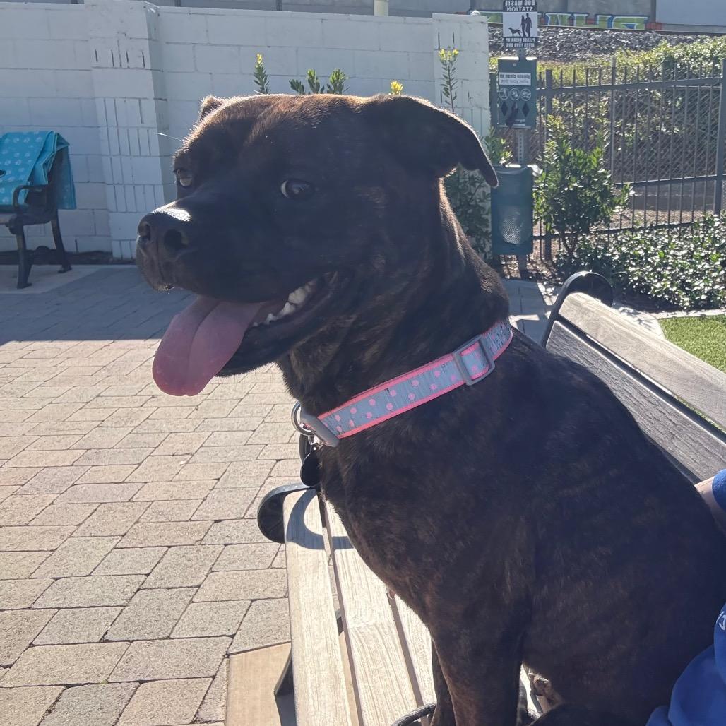 Buttercup (C000-374)-City of Industry Location, a Adoptable mixed breed in Chino Hills, CA image 3/6