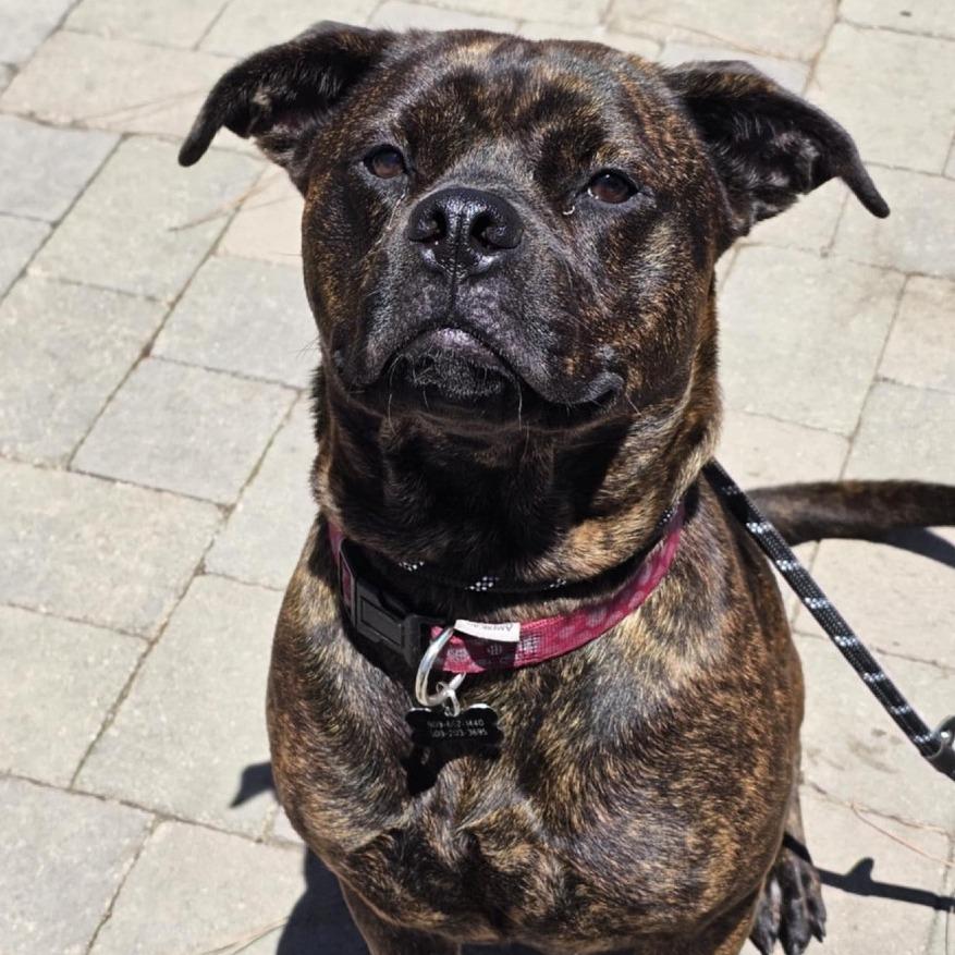 Buttercup (C000-374)-City of Industry Location, a Adoptable mixed breed in Chino Hills, CA image 4/6