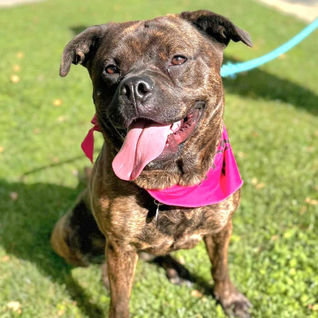 Enlarge Buttercup (C000-374)-Chino Hills Location, a Adoptable mixed breed in Chino Hills, CA image 5/6