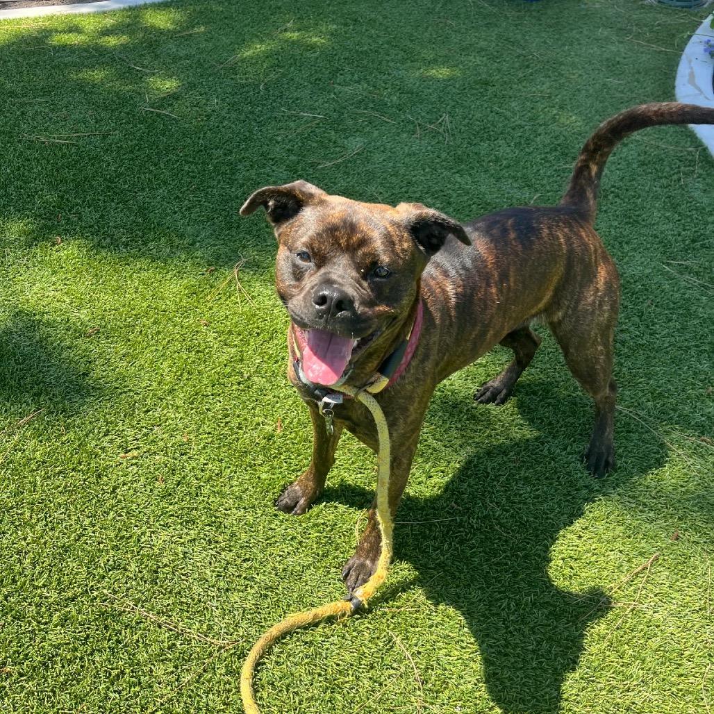 Buttercup (C000-374)-City of Industry Location, a Adoptable mixed breed in Chino Hills, CA image 6/6