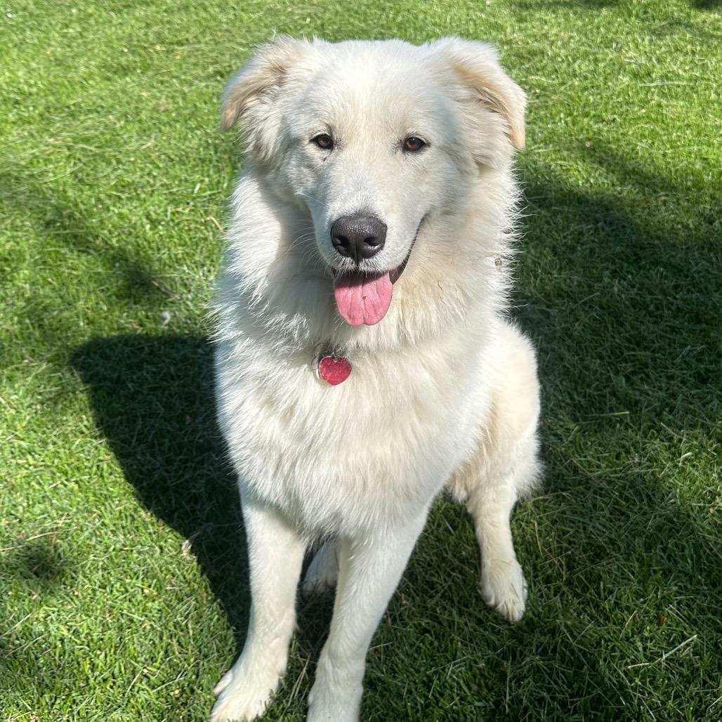 Enlarge Adak, a Adoptable Great Pyrenees in St. Clair, MO image 1/6