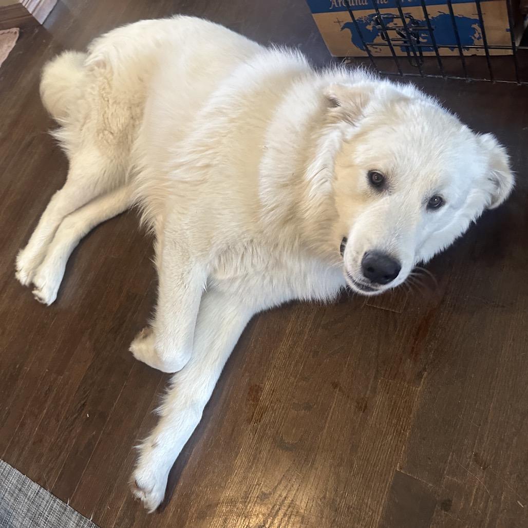 Adak, Adoptable, Adult Male Great Pyrenees.