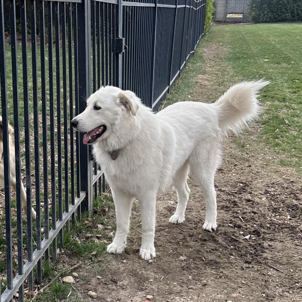 Enlarge Adak, a Adoptable Great Pyrenees in St. Clair, MO image 2/6