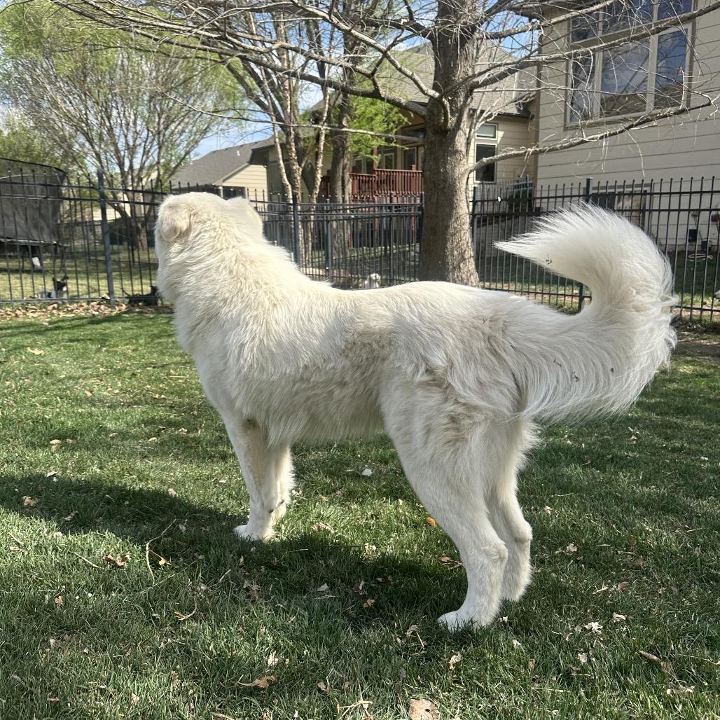 Enlarge Adak, a Adoptable Great Pyrenees in St. Clair, MO image 3/6