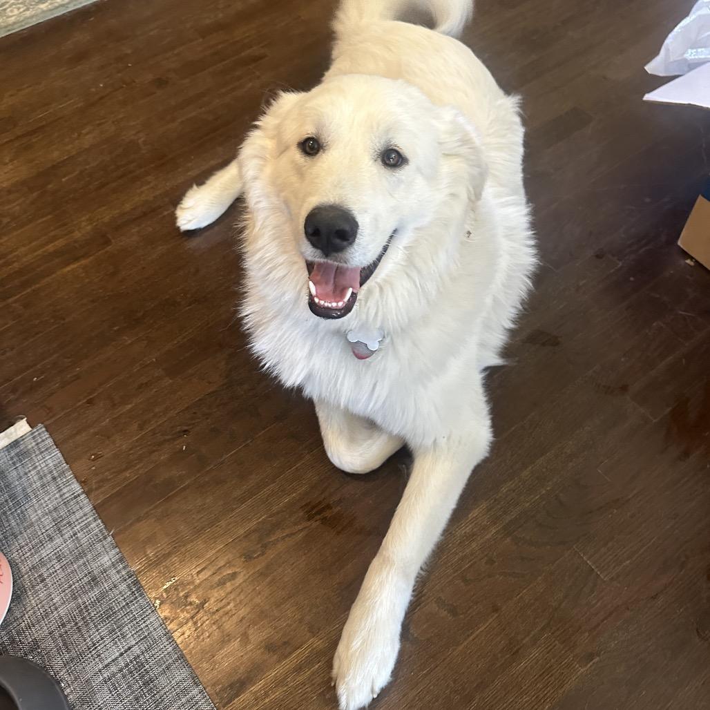 Enlarge Adak, a Adoptable Great Pyrenees in St. Clair, MO image 4/6