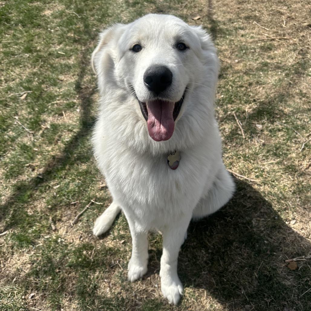 Enlarge Adak, a Adoptable Great Pyrenees in St. Clair, MO image 5/6