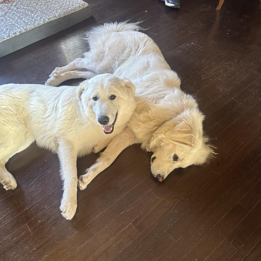 Enlarge Adak, a Adoptable Great Pyrenees in St. Clair, MO image 6/6
