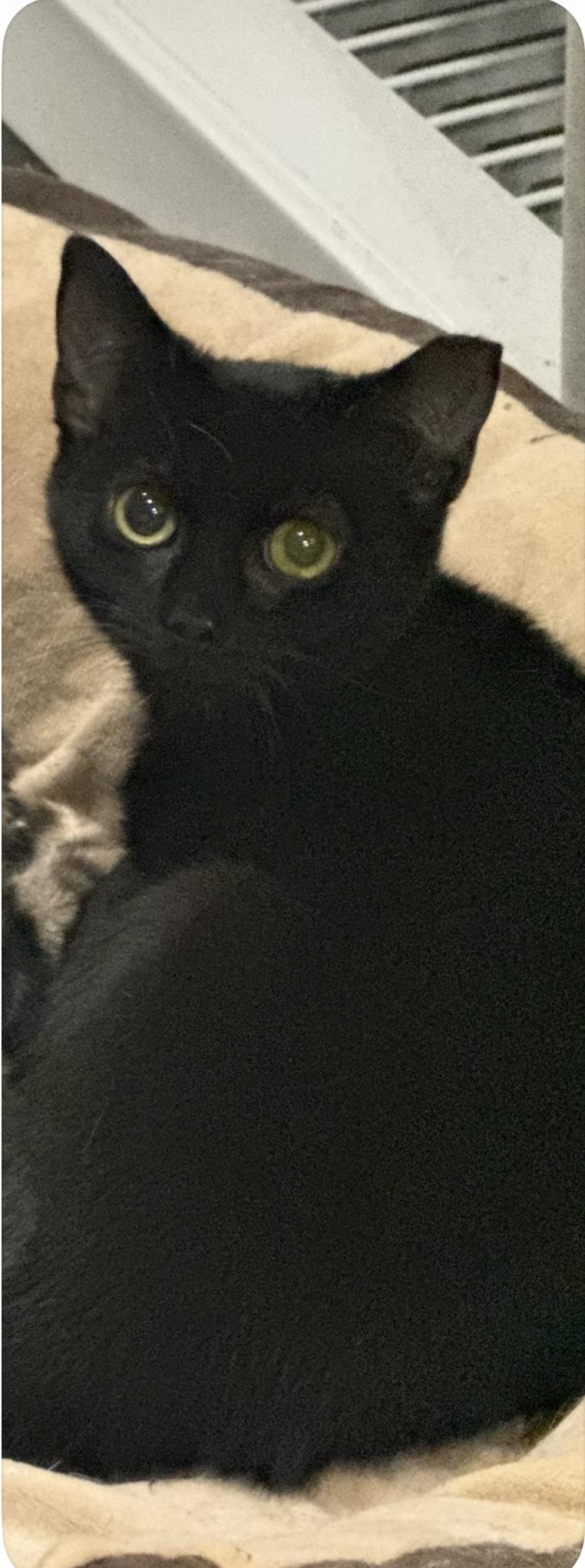 Little Boo, adopted, Young Female Domestic Short Hair.