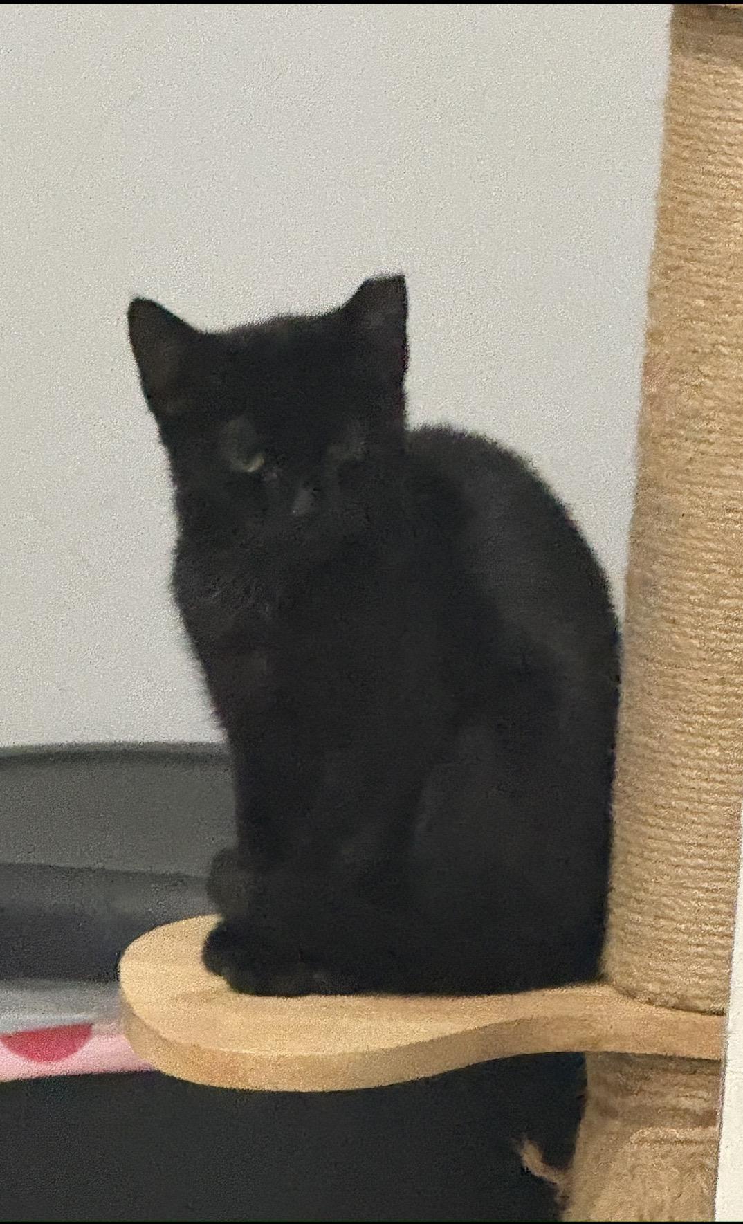 Enlarge Little Boo, an adopted Domestic Short Hair in Staten Island, NY image 3/3