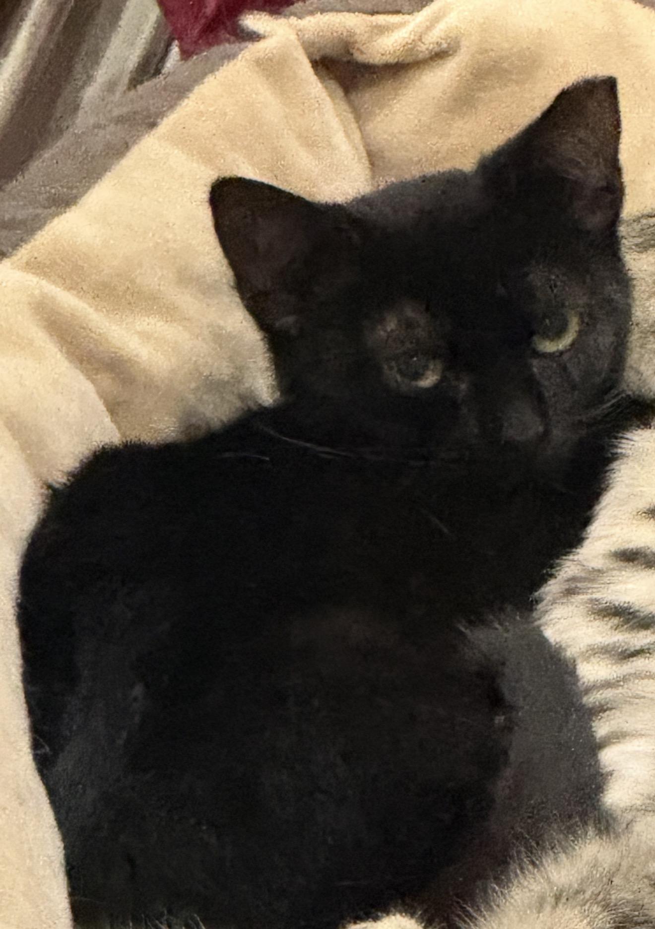 Enlarge Little Boo, an adopted Domestic Short Hair in Staten Island, NY image 2/3