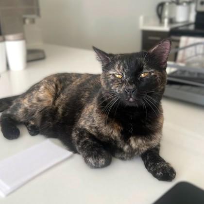 Melisande, Adoptable, Adult Female Domestic Short Hair & Domestic Short Hair.