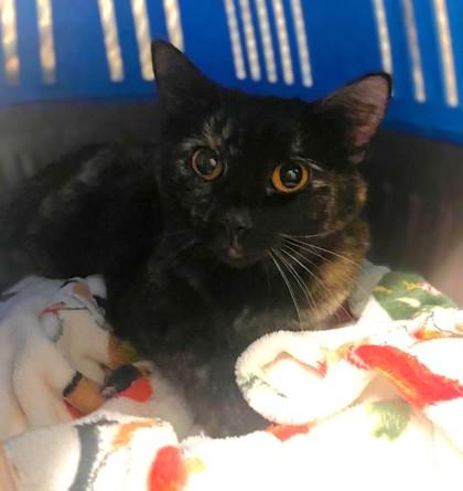 Enlarge Melisande, a Adoptable Domestic Short Hair in Washington, DC image 2/3