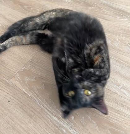 Enlarge Melisande, a Adoptable Domestic Short Hair in Washington, DC image 3/3