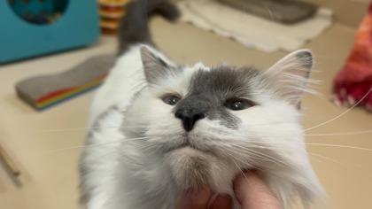 Enlarge Kiki, a Adoptable mixed breed in Pleasanton, CA image 2/3