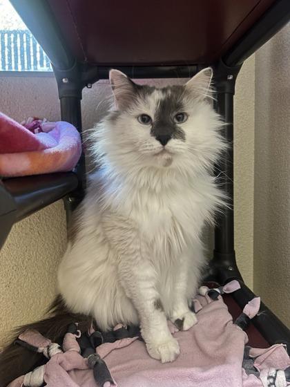Enlarge Kiki, a Adoptable mixed breed in Pleasanton, CA image 3/3