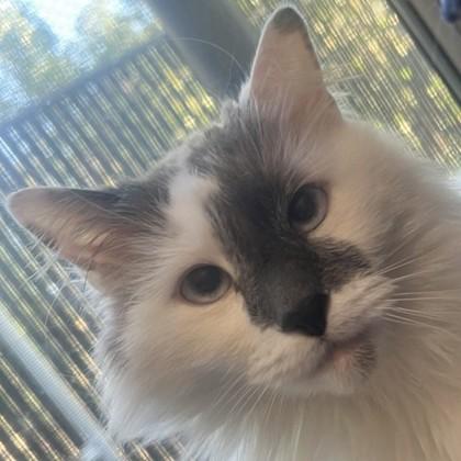 Kiki, Adoptable, Adult Male Domestic Short Hair & Domestic Short Hair.