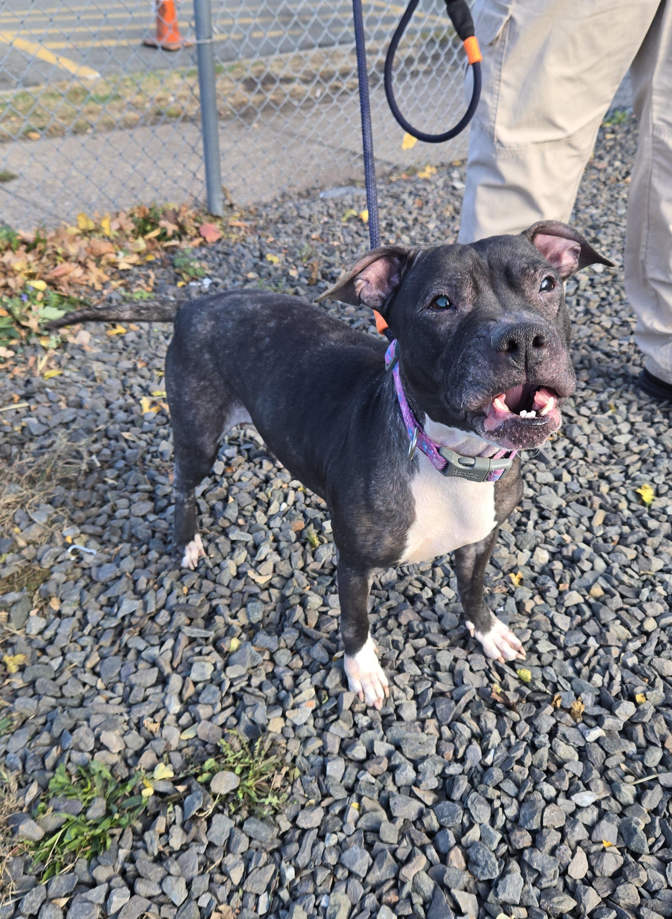 Lora, Adoptable, Adult Female Pit Bull Terrier.