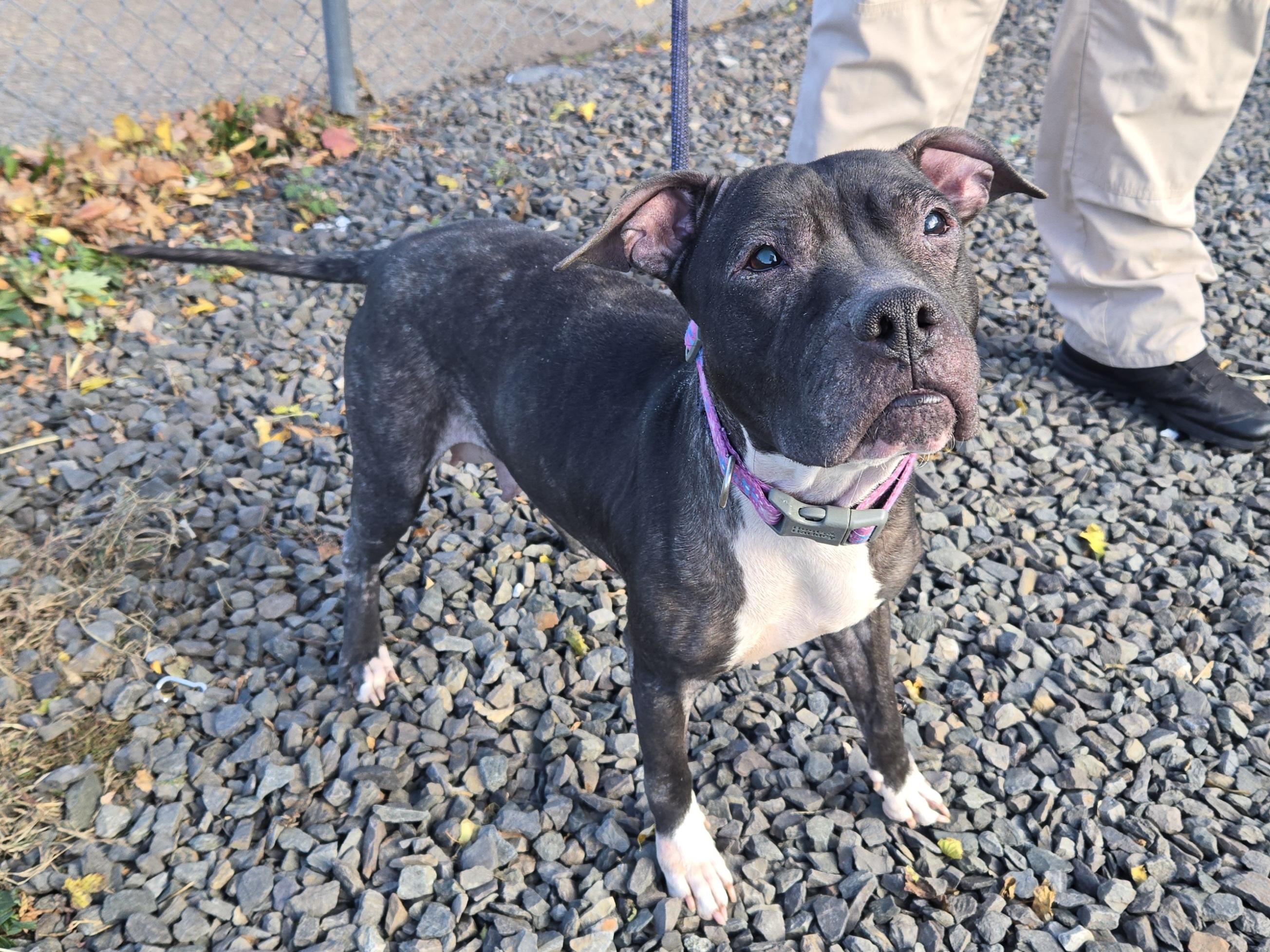 Lora, a Adoptable Pit Bull Terrier in Trenton, NJ image 2/3