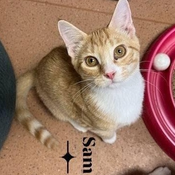 Sam, ADOPTABLE, Young Male Domestic Short Hair.